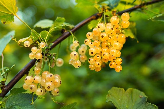 Currant: Jaký Je Rozdíl Mezi 'Currant' a 'Raisin'?