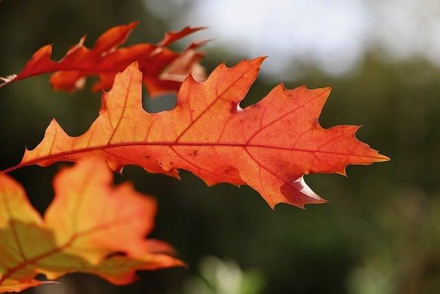 Jaká jsou slova či fráze, které se často používají v souvislosti s 