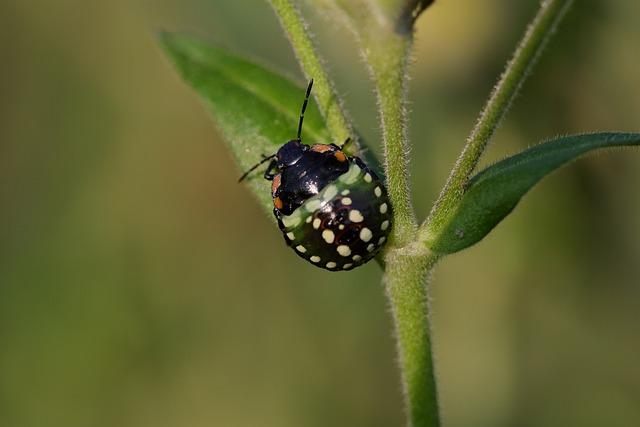 Efektivní ‌opatření k hubení bed bug v domácnosti