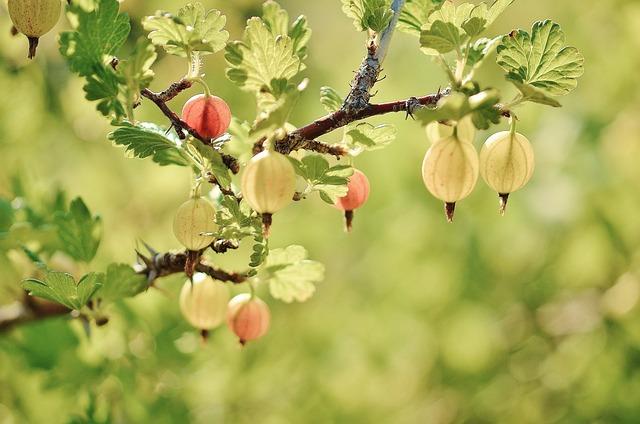 Jak pěstovat gooseberry v českém ⁤klimatu: tipy ⁢a triky
