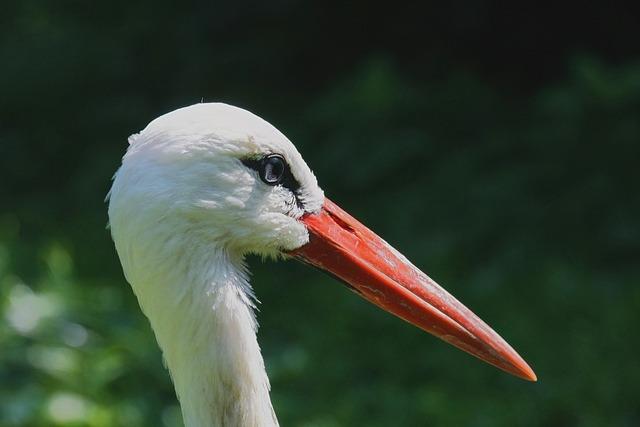 Jak používat stork v angličtině správně?