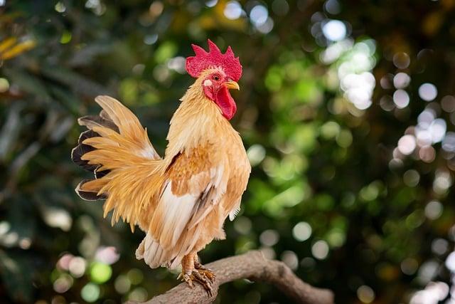 Rooster - Symbolika a Historie v Anglicko-Českém Kontextu