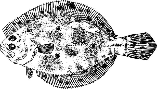 Jak ⁤poznat⁢ kvalitní flounder: tipy a triky ‍od ‌odborníků