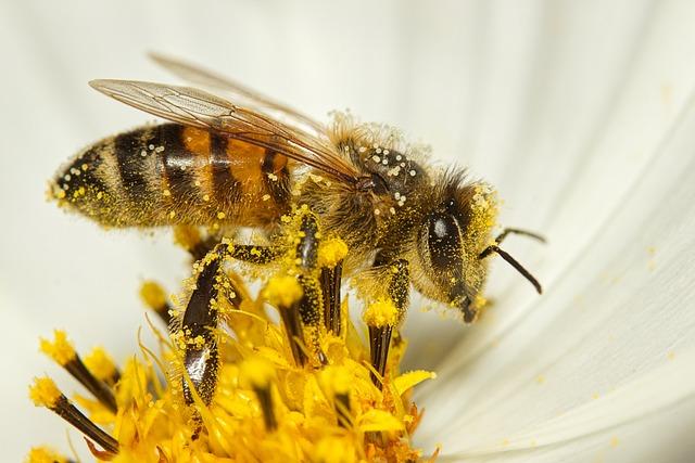 Bee: Význam tohoto populárního slova v angličtině