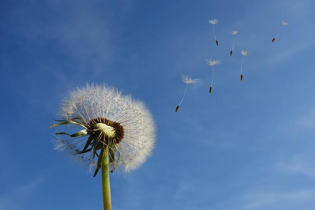 Dandelion: Příklady použití a <a href=