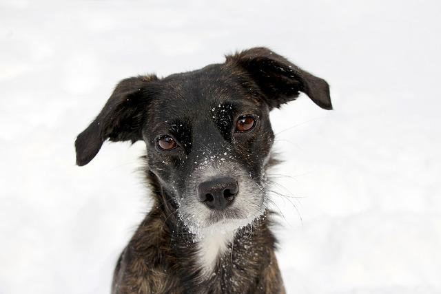 Hound: Co Tento Termín Znamená v Anglickém Jazyce?