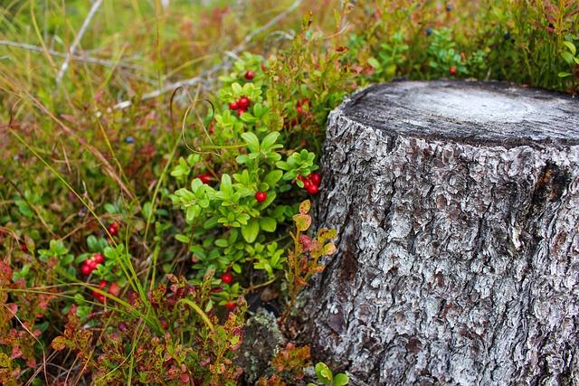 Lingonberry: Co To Znamená? Překlad a Význam!