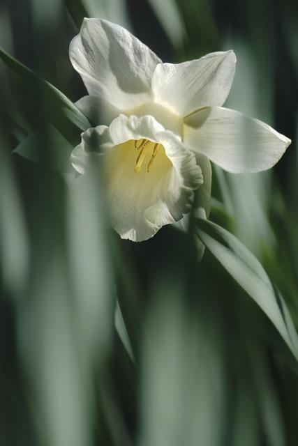 Daffodil: ⁣Překlad a Význam ⁢Této Jarní Květiny