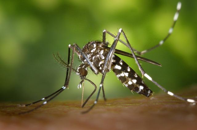 Mosquito: Jak Správně Přeložit a Vyslovit?