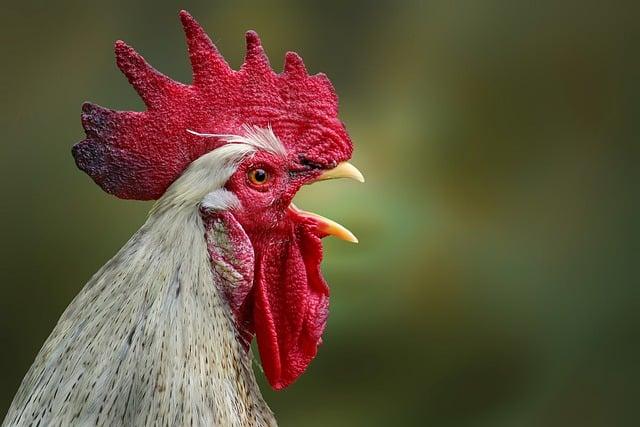 Rooster jako Symbol Autenticity a Hrdosti - Jak přenést tuto Významovou Podstatu do Češtiny?