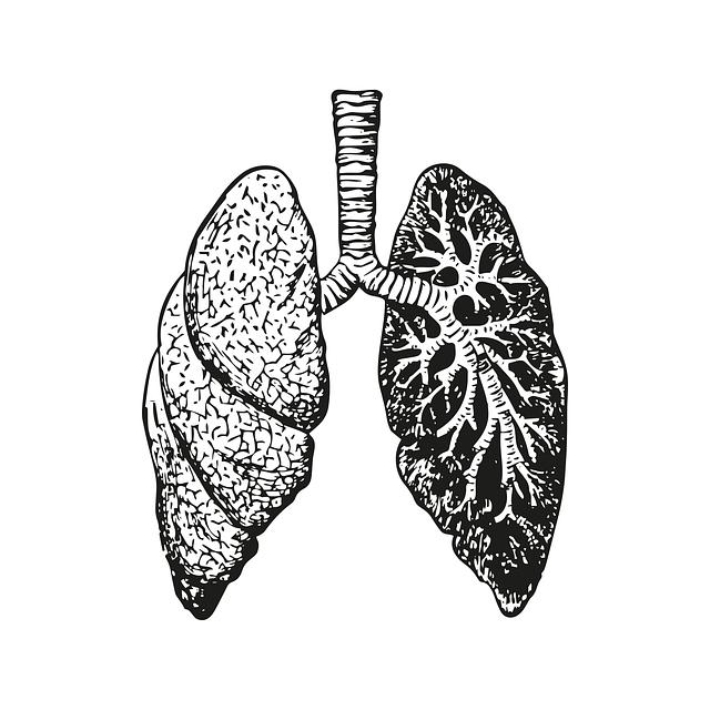 Nejnovější poznatky o anatomii kyčelních kloubů