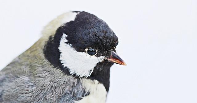 Techniky a procesy spojené s taxidermií