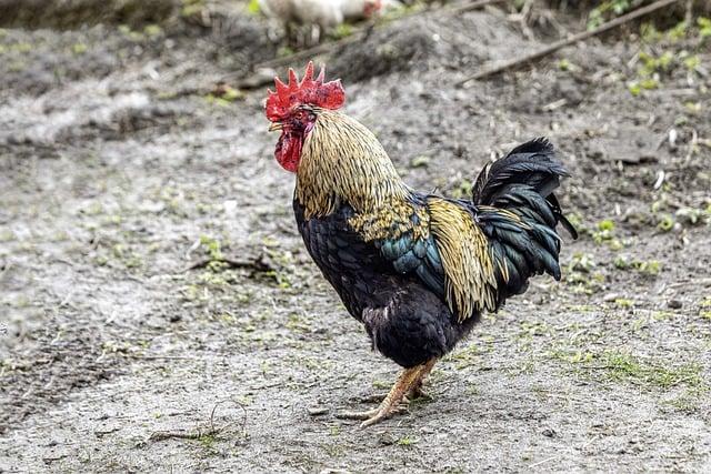 Symbolika hada ve světových náboženstvích