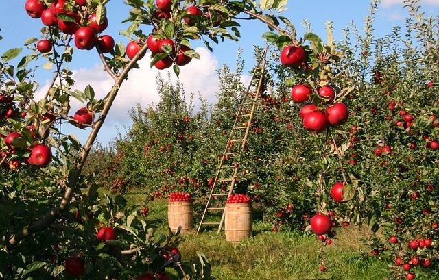 Orchard: Co Tento Botanický Anglický Výraz Znamená?