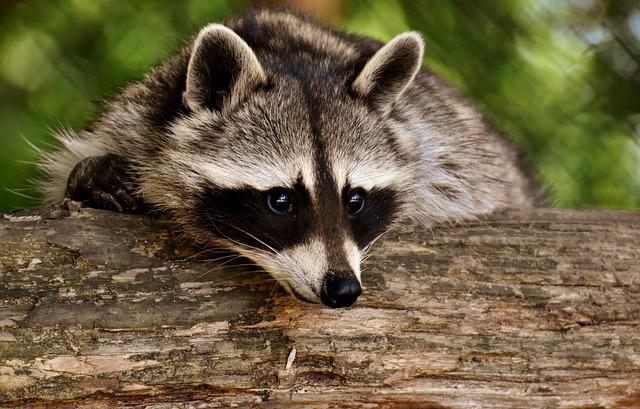 Raccoon: Jaký Je Překlad a Zvyky Této Zvíře?