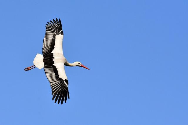 Co je stork a jak funguje?