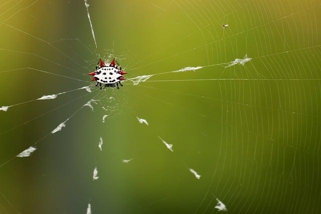 Co je to Orb: Základní definice a význam